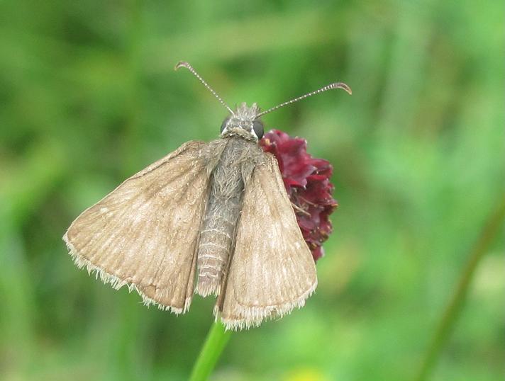 Hesperide da ID - Erynnis tages